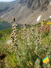 Artemisia scopulorum