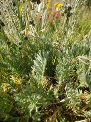 Artemisia scopulorum