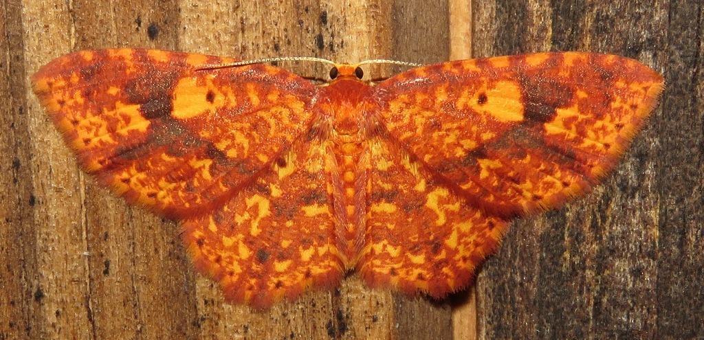 Eois basaliata