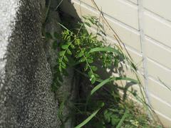 Phyllanthus tenellus