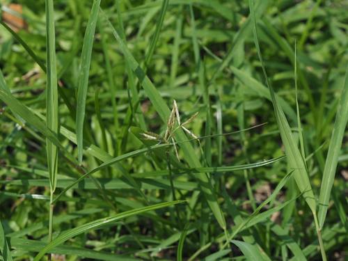 Cyperus sphacelatus iNat (1)