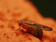 Minettia inusta