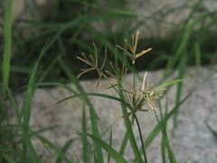Cyperus rotundus