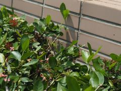 Diplacodes trivialis