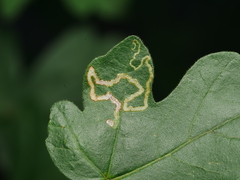 Stigmella aceris
