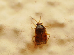 Deraeocoris lutescens