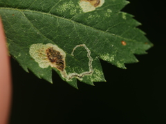 Stigmella hybnerella