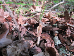 Helvella levis