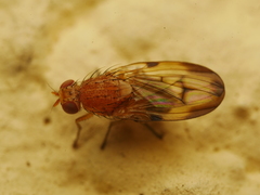 Minettia inusta
