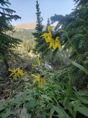 Senecio amplectens