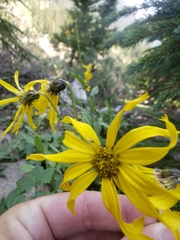Senecio amplectens