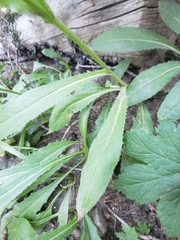 Senecio amplectens