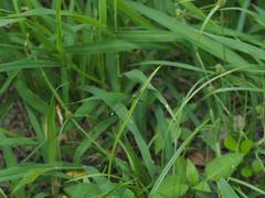 Ischnura senegalensis