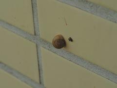 Bradybaena similaris