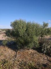 Eremophila bignoniiflora
