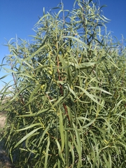 Eremophila bignoniiflora