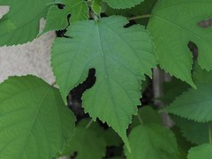 Broussonetia papyrifera