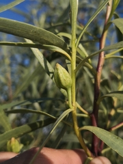Eremophila bignoniiflora