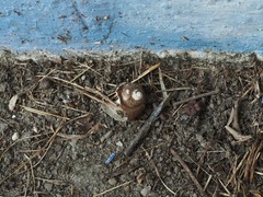 Pomacea canaliculata