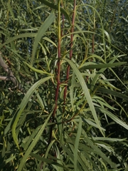 Eremophila bignoniiflora