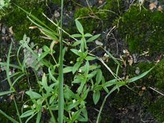 Oldenlandia corymbosa