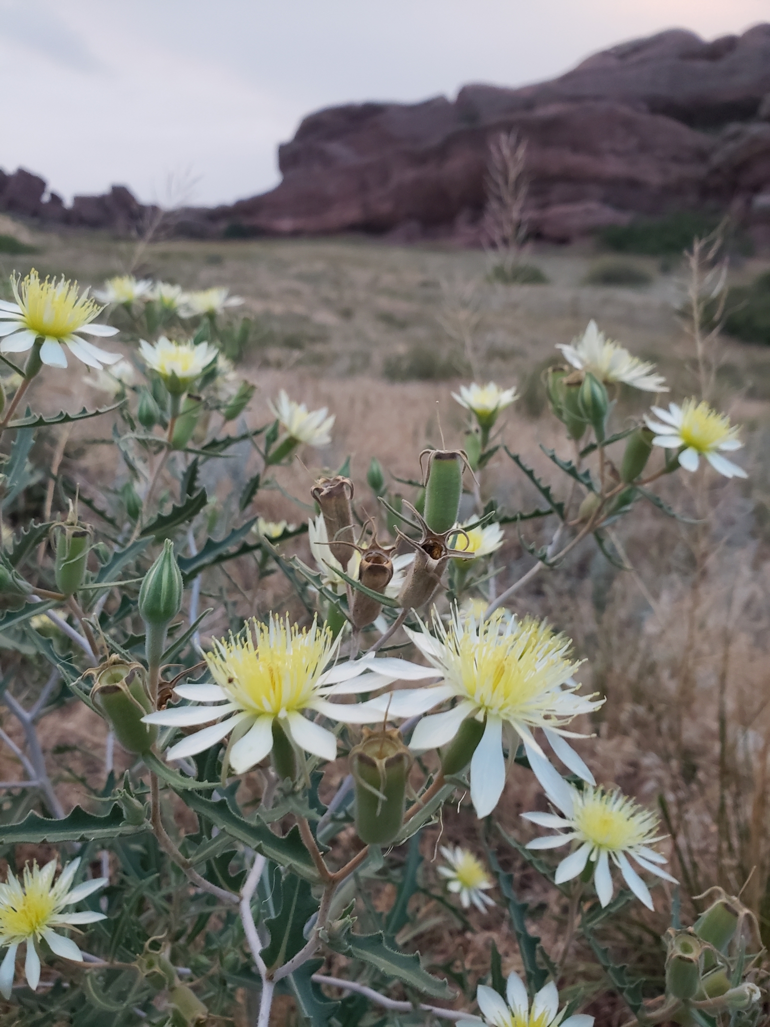 Mentzelia multiflora