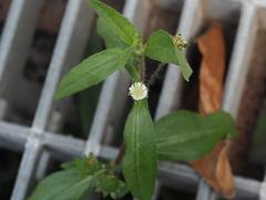 Eclipta prostrata