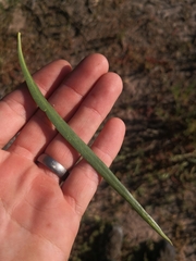 Eremophila bignoniiflora