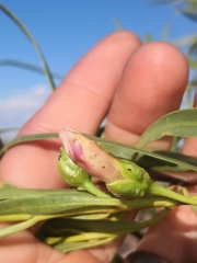 Eremophila bignoniiflora