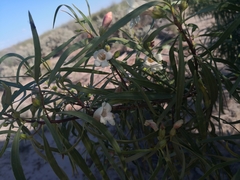 Eremophila bignoniiflora