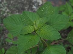 Amaranthus viridis