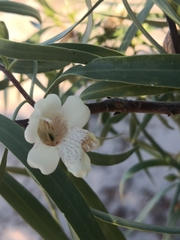 Eremophila bignoniiflora