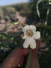 Eremophila bignoniiflora