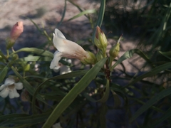 Eremophila bignoniiflora