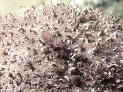 Zopheridae
