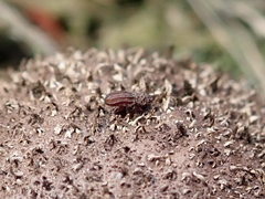 Zopheridae