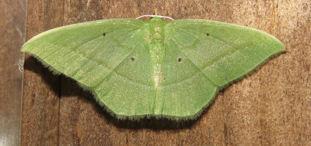Assachlora