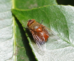 Calliphora ochracea