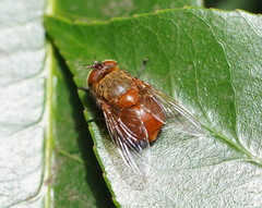 Calliphora ochracea
