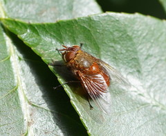Calliphora ochracea