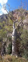 Adansonia gregorii