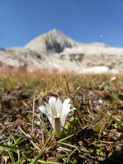 Gentiana newberryi tiogana