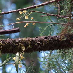 Dendrobium gracilicaule