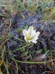 Gentiana newberryi tiogana