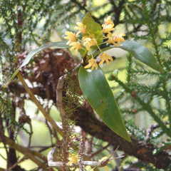 Dendrobium gracilicaule