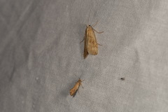 Crassa unitella