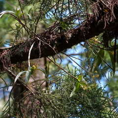 Dendrobium gracilicaule