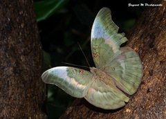 Dophla evelina