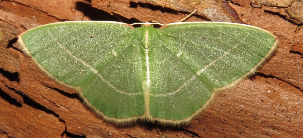 Nemoria dorsilinea