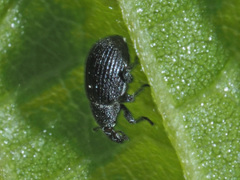 Anoplus roboris